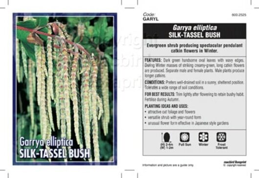 Garrya 'Silk Tassel Bush'