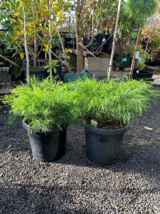 Acacia 'Mini Cog' 12" Pot