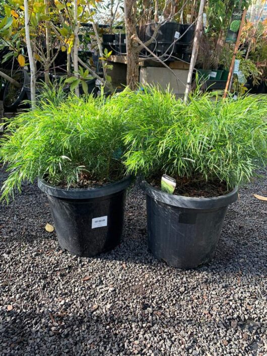 Acacia 'Mini Cog' 12" Pot