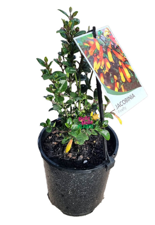 Hello Hello Plants Jacobinia pauciflora ‘Firefly’ 6″ Pot