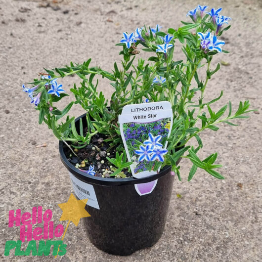 Lithodora diffusa 'White Star' 6" Pot