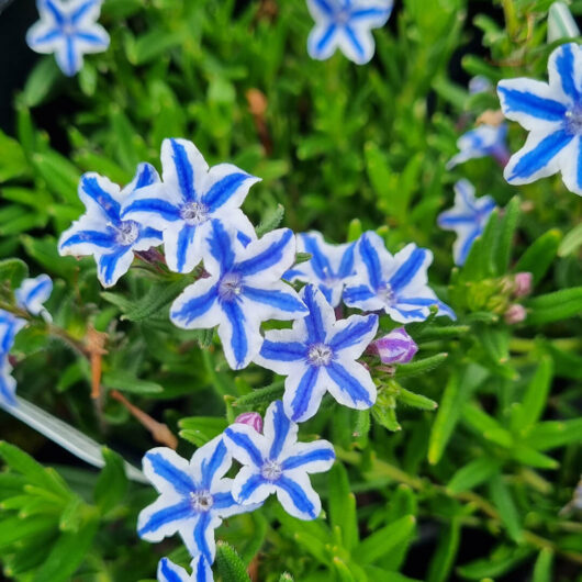 Lithodora diffusa 'White Star' 6" Pot