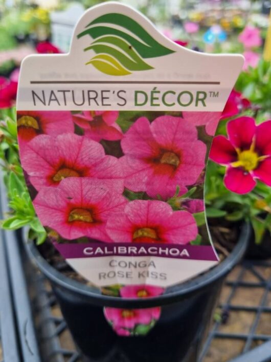 Calibrachoa 'Conga™ Rose Kiss' 6" Pot