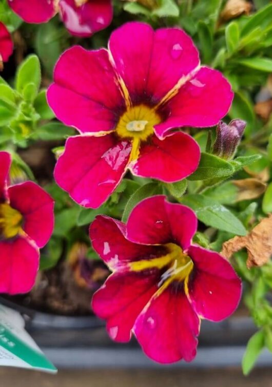 Calibrachoa 'Conga™ Rose Kiss' 6" Pot
