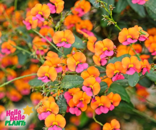 Bright,Orange,And,Pink,Chorizema,Cordatum,Flowers,On,The,Plant