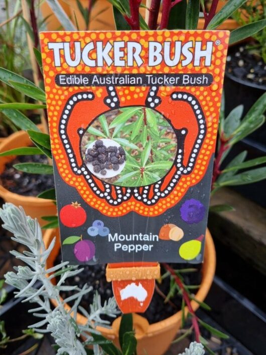 Tasmannia 'Mountain Pepper' Tucker Bush (Male) 6" Pot
