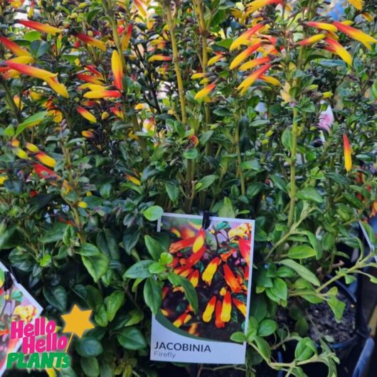 Jacobinia 'Firefly' 6" Pot