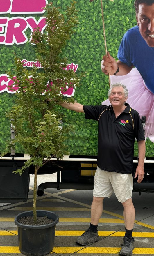 lagerstroemia indica crepe myrtle tree tall advanced 20inch 50cm pot large with chris from hello hello plants