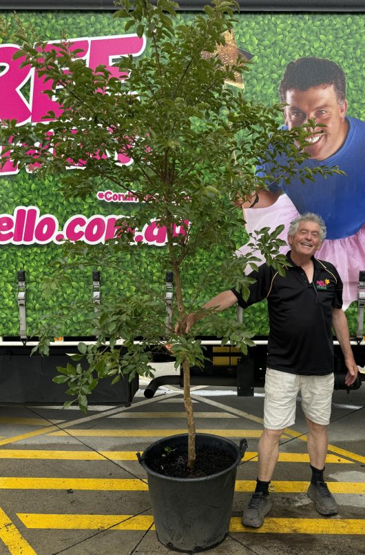 A man standing in front of a Lagerstroemia 'Natchez' Crepe Myrtle 24" Pot with a tree.