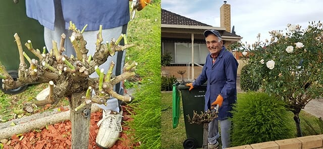 Pruning roses Melbourne australia