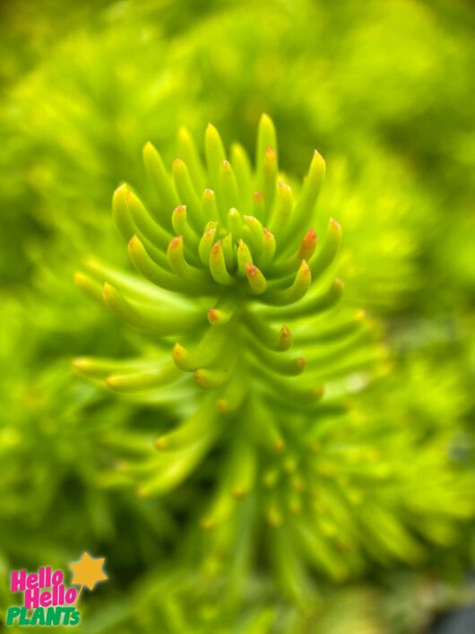 SEDUM gold fairy cushion