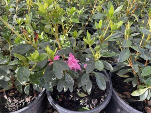 Azalea 'Rose Queen' 8" Pot