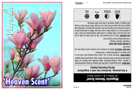 Magnolia 'Heaven Scent'