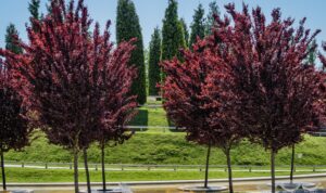 Prunus cerasifera 'Nigra' Purple leaf plum ornamental blossom tree purple