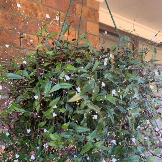 Gibasis 'Tahitian Bridal Veil'