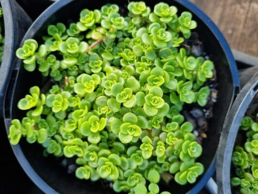 Sedum 'Green Fairy Cushion' 6" Pot