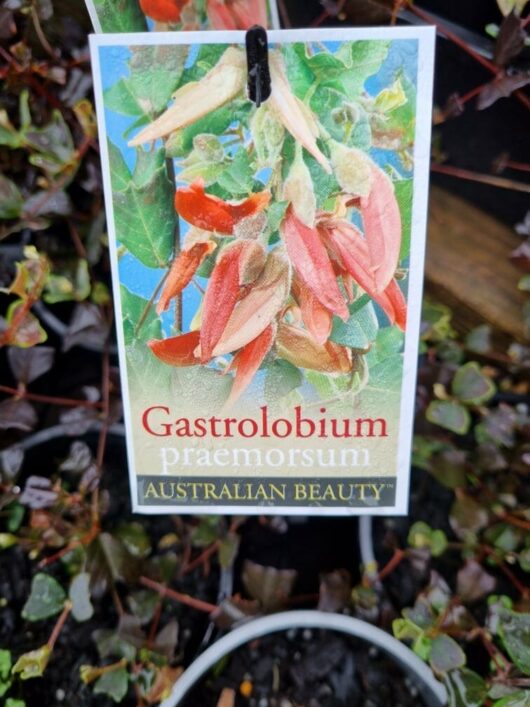 Gastrolobium praemorsum 'Brown Butterfly' 6" Pot