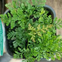 Davallia 'Rabbit's Foot Fern' White