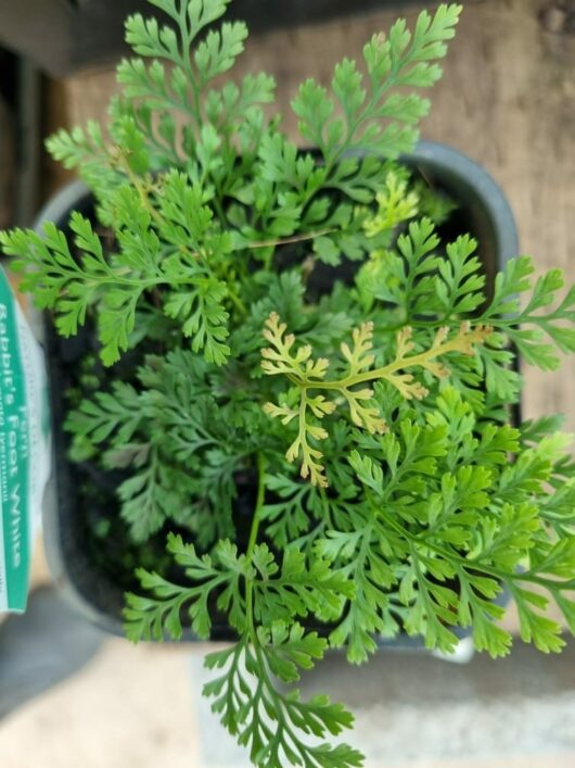 Davallia 'Rabbit's Foot Fern' White
