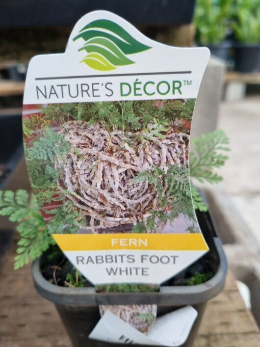 Davallia 'Rabbit's Foot Fern' White