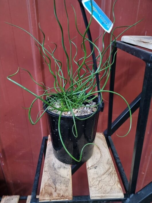 Juncus spiralis 'Corkscrew Rush' 6" Pot