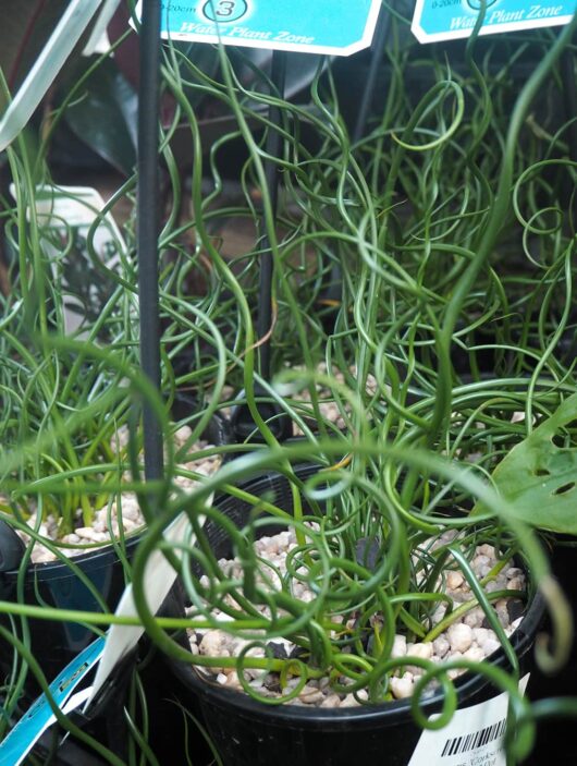 Juncus spiralis 'Corkscrew Rush' 6" Pot