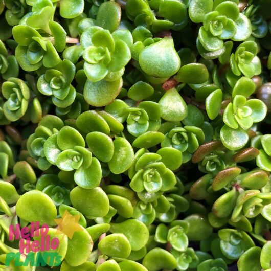Sedum 'Green Fairy Cushion' 6" Pot