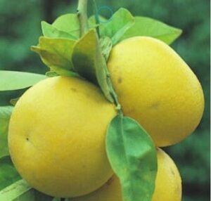 A cluster of ripe Citrus 'Wheeny' Grapefruit with yellow fruits decorates the branch alongside vibrant green leaves.