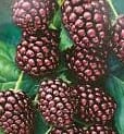 Close-up of ripe blackberries clustered on green leaves, highlighting the vibrant beauty of Rubus ursinus 'Youngberry' in a 6" pot.