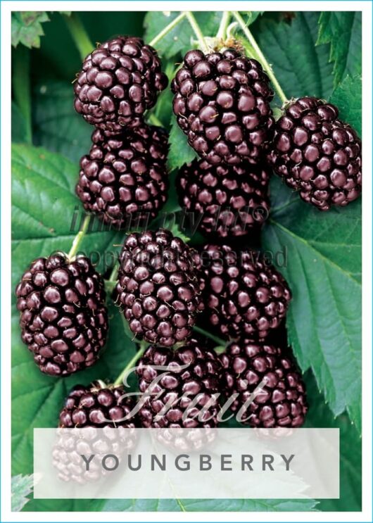 Rubus ursinus 'Youngberry' 2L Pot