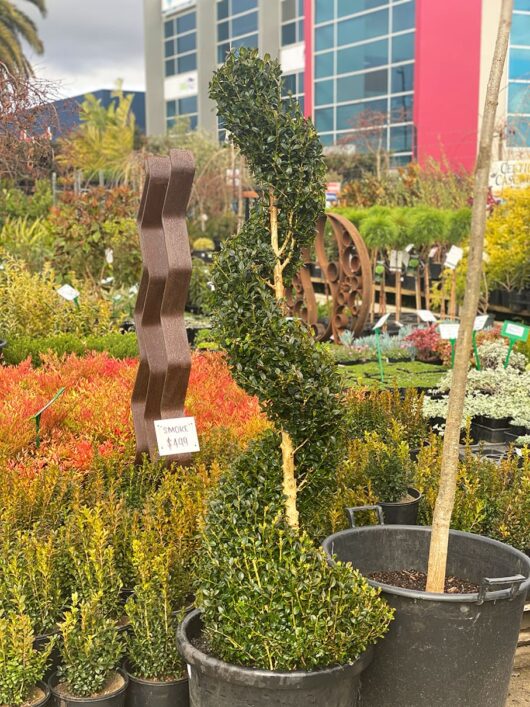 Buxus 'English Box' Spiral