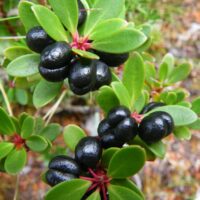 Close-up of glossy black crowberries on a Tasmannia 'Mountain Pepper' Tucker Bush (Male) 7" Pot, nestled among vibrant green leaves.