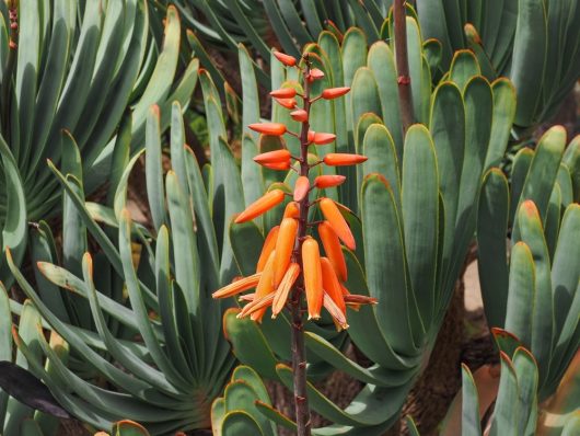 Orange flowers bloom on a tall stalk surrounded by thick, green Aloe 'Fan Aloe' 6" Pot leaves.