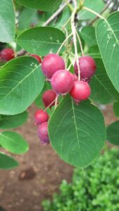 Clusters of ripe red Juneberries from the Amelanchier 'Juneberry' 13" Pot dangle from a branch, surrounded by broad green leaves, promising a delightful harvest.