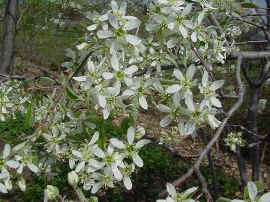 Amelanchier 'Juneberry' 13" Pot