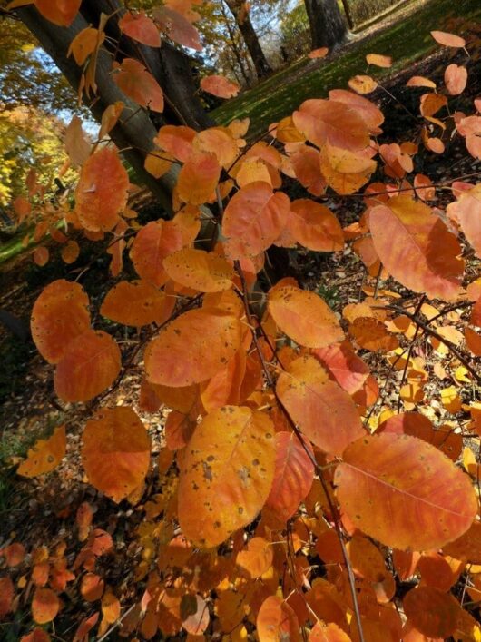 Amelanchier 'Juneberry' 13" Pot
