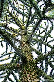 Close-up view of an Araucaria 'Monkey Puzzle' 45L Pot, highlighting its sharp, spiky branches and distinctive foliage pattern.