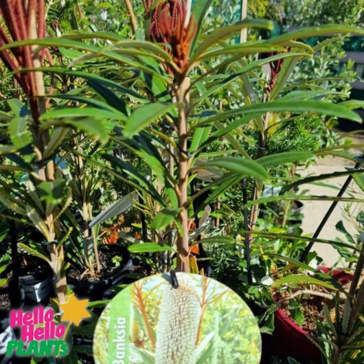 Banksia 'Hinchinbrook Banksia' 6" Pot