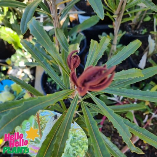 Banksia 'Hinchinbrook Banksia' 6" Pot