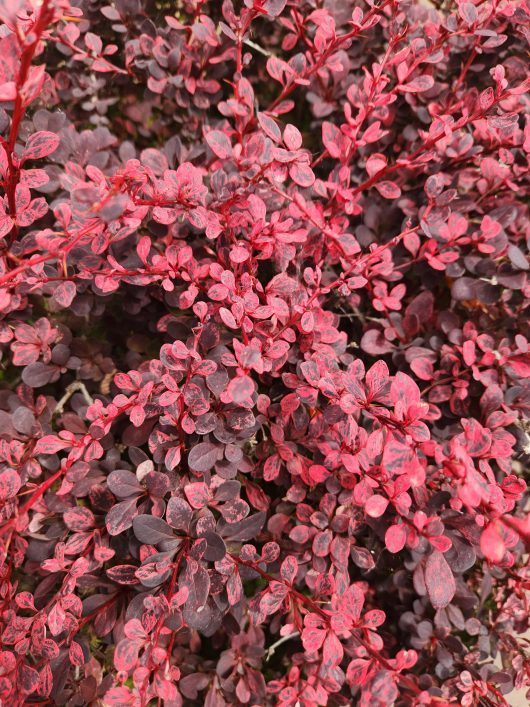 Berberis 'Rose Glow' Japanese Barberry