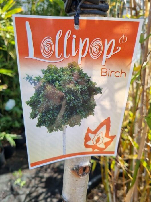 Betula 'Lollipop' Silver Birch