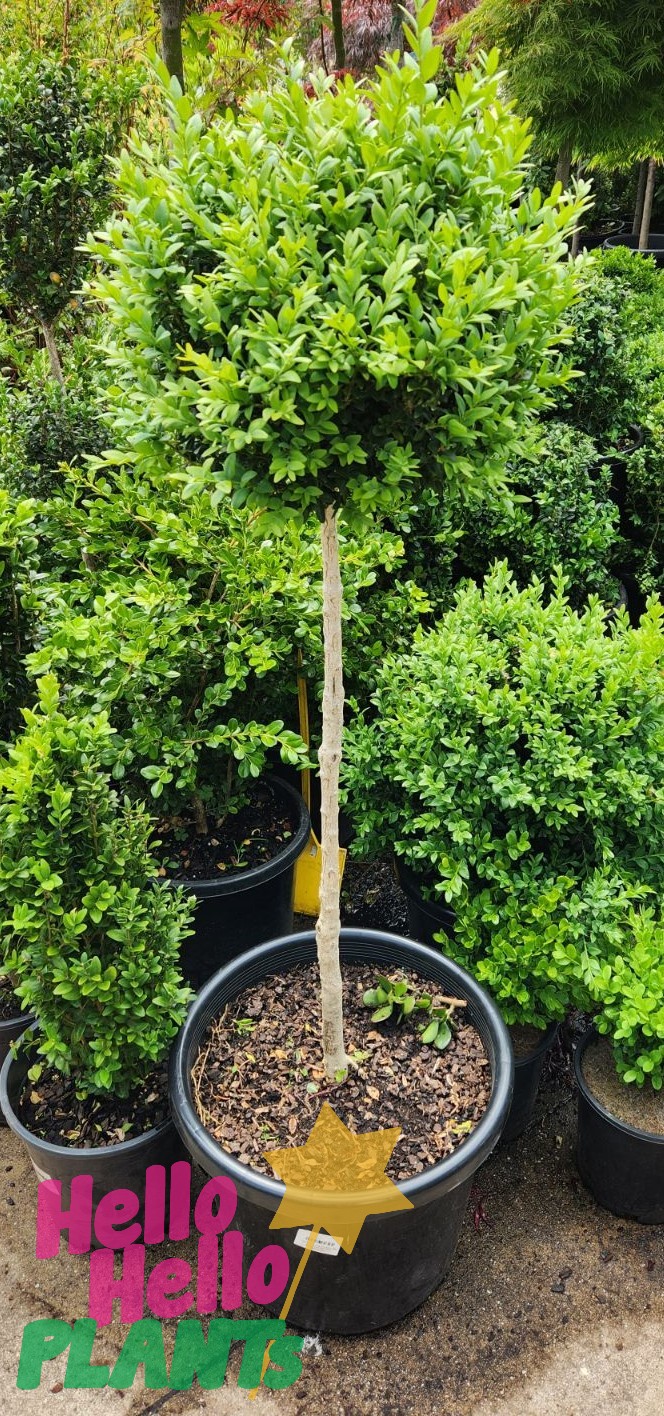 Buxus English Box Standard 16