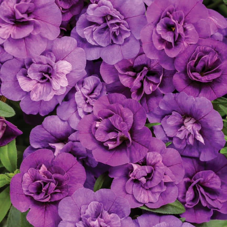 calibrochoa supercal light blue calibrochoa supercal light blue