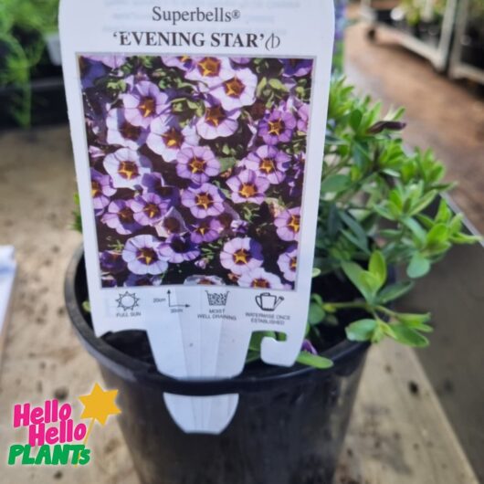 Calibrachoa Superbells® 'Evening Star™' 6" Pot