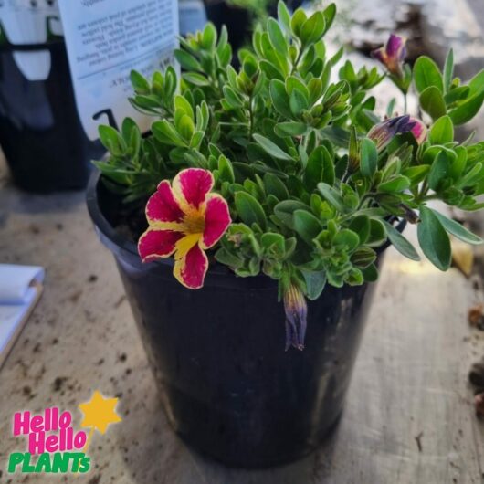 Calibrachoa Superbells® 'Holy Moly!™' 6" Pot