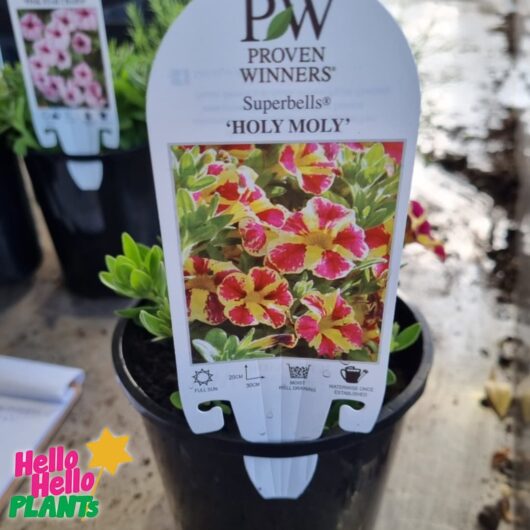 Calibrachoa Superbells® 'Holy Moly!™' 6" Pot