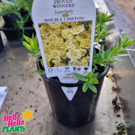 Calibrachoa Superbells® 'Yellow Chiffon™' 6" Pot
