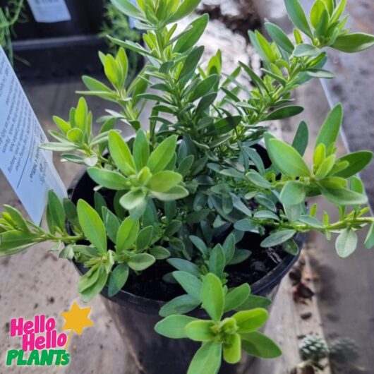 Calibrachoa Superbells® 'Yellow Chiffon™' 6" Pot