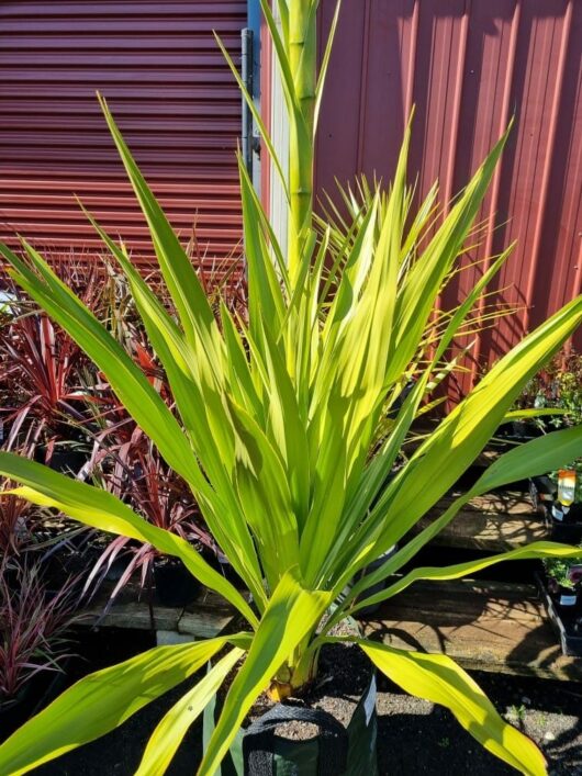 Doryanthes 'Gymea Lily' 75L Pot