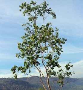 Eucalyptus polyanthemos red box gum tree young specimen growing in australian mountains